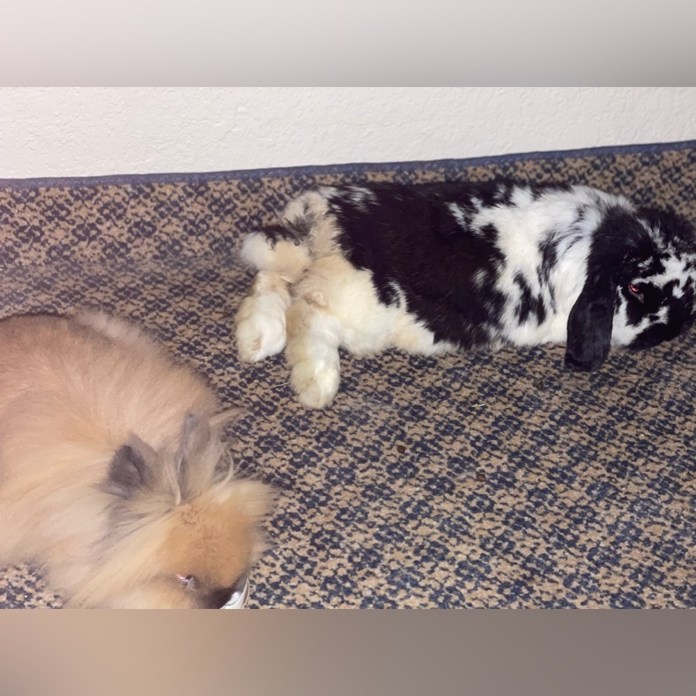 Fuzzy Bunny Ring adjustable light brown - Picture 5 of 5